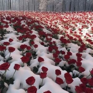 Meet your Posher, (student) renee